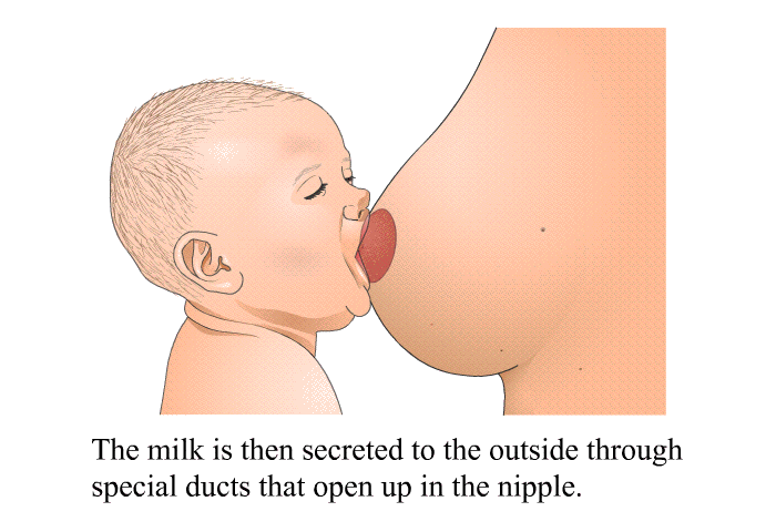 The milk is then secreted to the outside through special ducts that open up in the nipple.