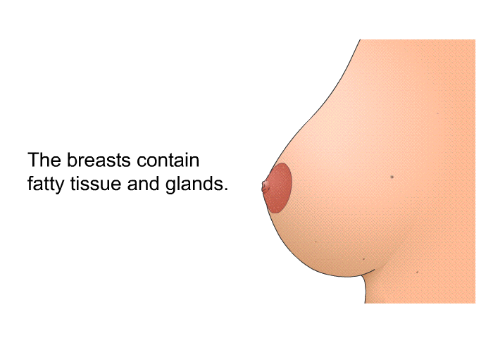 The breasts contain fatty tissue and glands.