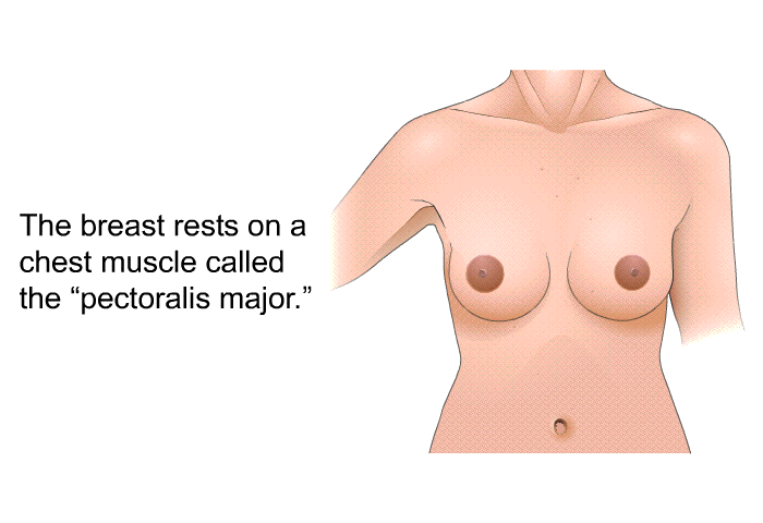 The breast rests on a chest muscle called the “pectoralis major.”