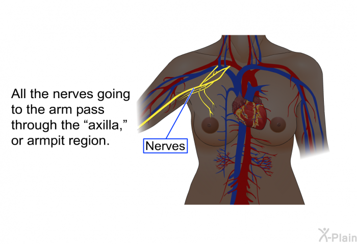 All the nerves going to the arm pass through the “axilla,” or armpit region.