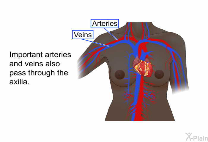 Important arteries and veins also pass through the axilla.