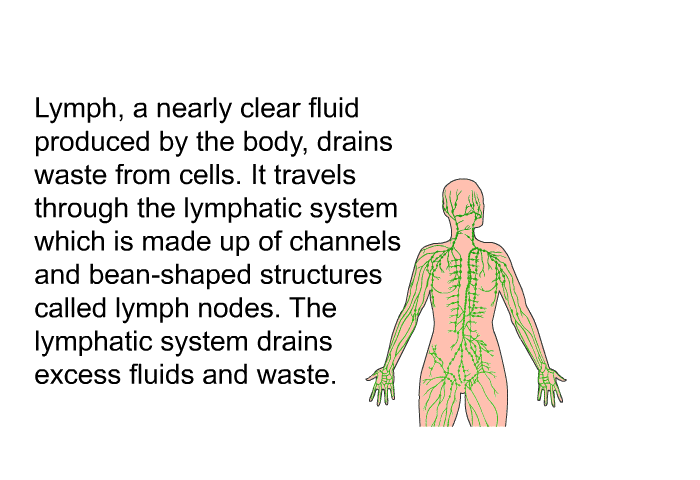Lymph, a nearly clear fluid produced by the body, drains waste from cells. It travels through the lymphatic system which is made up of channels and bean-shaped structures called lymph nodes. The lymphatic system drains excess fluids and waste.