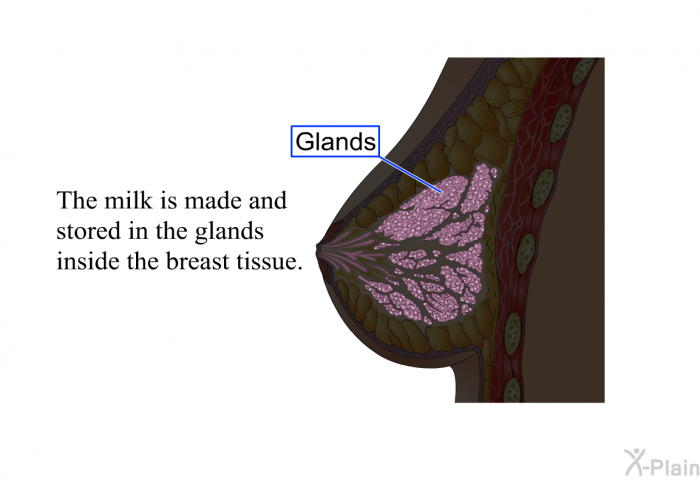 The milk is made and stored in the glands inside the breast tissue.