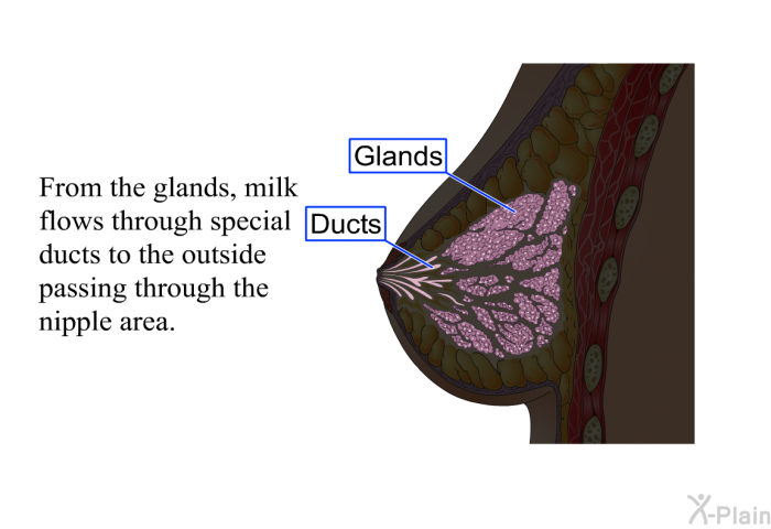 From the glands, milk flows through special ducts to the outside passing through the nipple area.