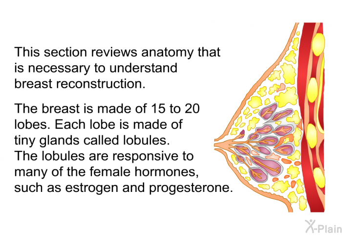 This section reviews anatomy that is necessary to understand breast reconstruction. The breast is made of 15 to 20 lobes. Each lobe is made of tiny glands called lobules. The lobules are responsive to many of the female hormones, such as estrogen and progesterone.