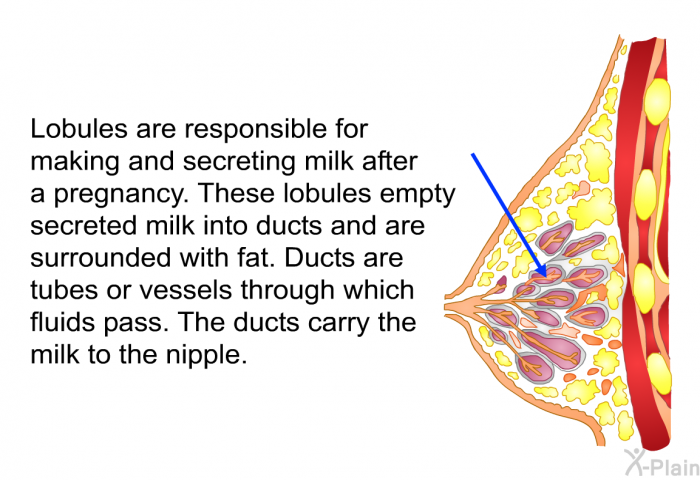 Lobules are responsible for making and secreting milk after a pregnancy. These lobules empty secreted milk into ducts and are surrounded with fat. Ducts are tubes or vessels through which fluids pass. The ducts carry the milk to the nipple.