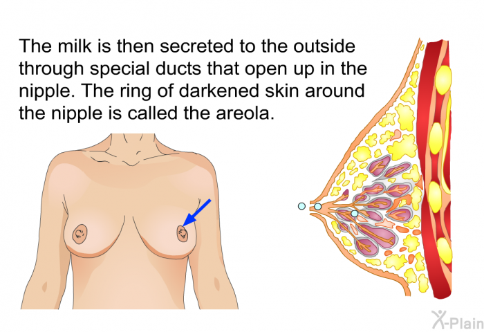 The milk is then secreted to the outside through special ducts that open up in the nipple. The ring of darkened skin around the nipple is called the areola.