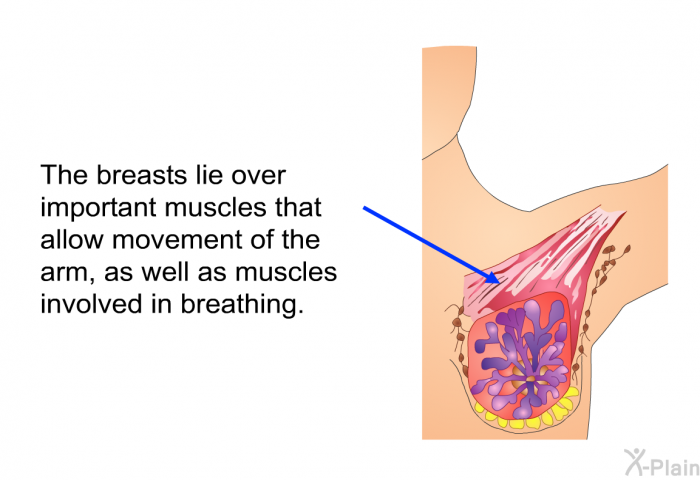The breasts lie over important muscles that allow movement of the arm, as well as muscles involved in breathing.