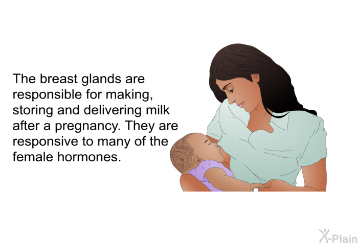 The breast glands are responsible for making, storing and delivering milk after a pregnancy. They are responsive to many of the female hormones.