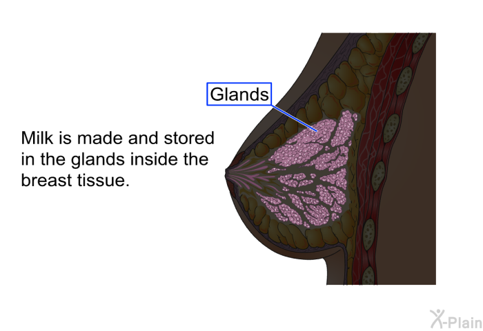 Milk is made and stored in the glands inside the breast tissue.