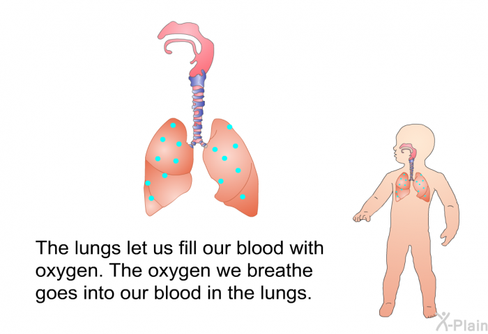 The lungs let us fill our blood with oxygen. The oxygen we breathe goes into our blood in the lungs.