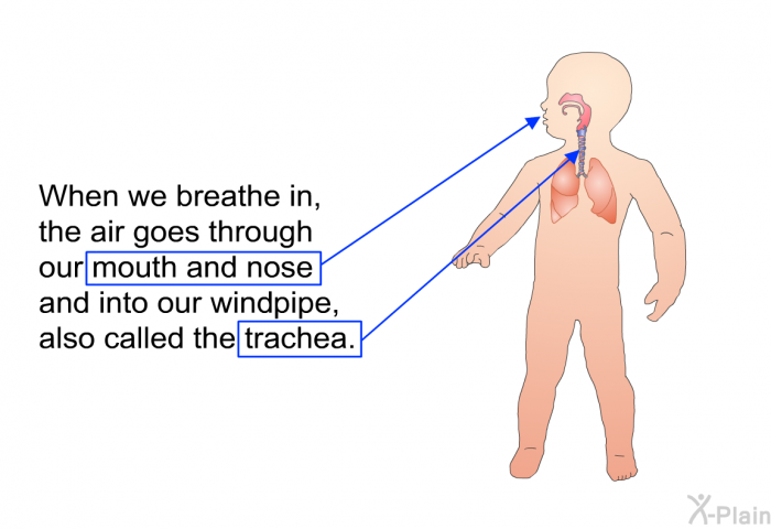 When we breathe in, the air goes through our mouth and nose, and into our windpipe, also called the trachea.