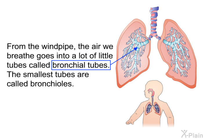 From the windpipe, the air we breathe goes into a lot of little tubes called bronchial tubes. The smallest tubes are called bronchioles.