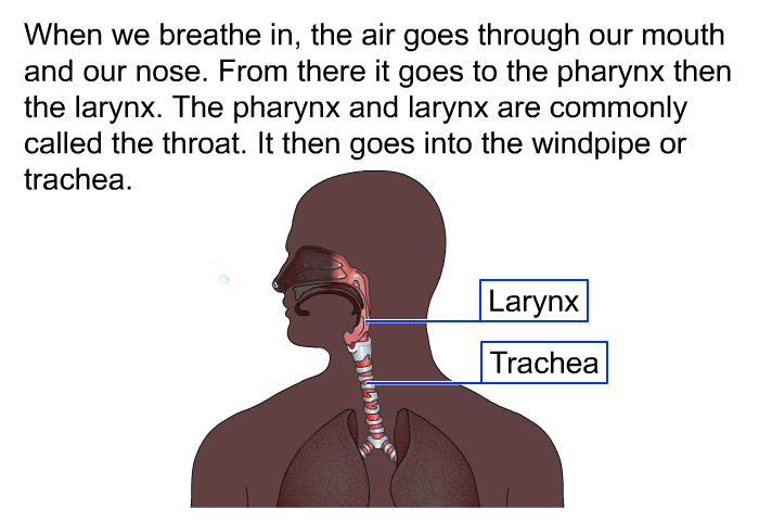 When we breathe in, the air goes through our mouth and our nose. From there it goes to the pharynx then the larynx. The pharynx and larynx are commonly called the throat. It then goes into the windpipe or trachea.
