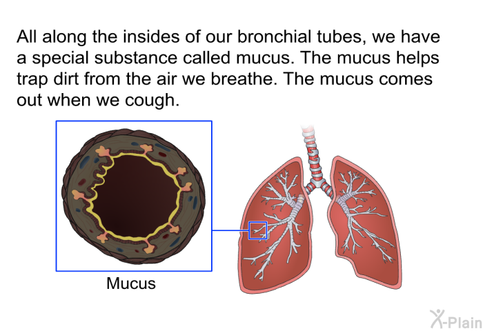 All along the insides of our bronchial tubes, we have a special substance called mucus. The mucus helps trap dirt from the air we breathe. The mucus comes out when we cough.
