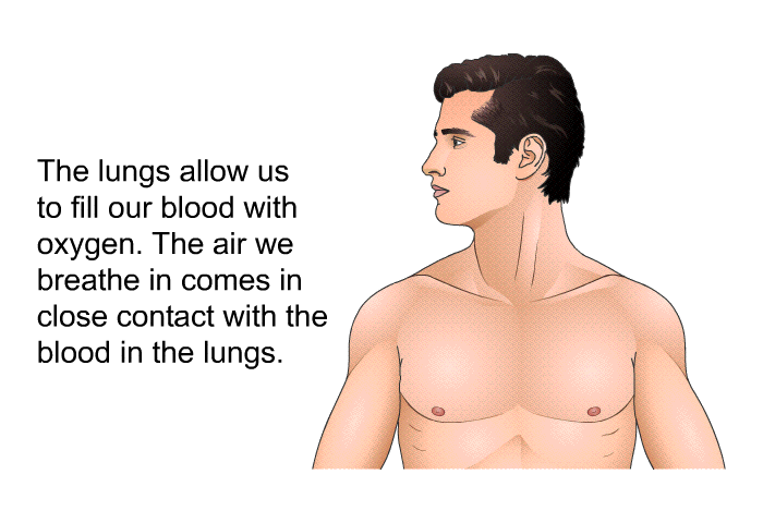 The lungs allow us to fill our blood with oxygen. The air we breathe in comes in close contact with the blood in the lungs.