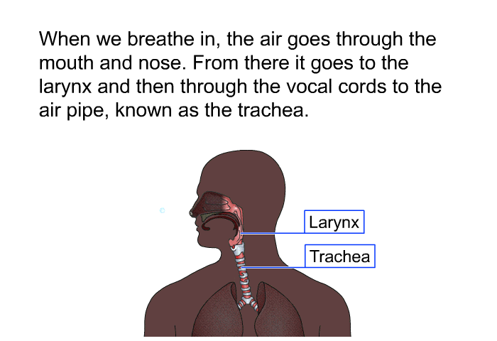 When we breathe in, the air goes through the mouth and nose. From there it goes to the larynx and then through the vocal cords to the air pipe, known as the trachea.