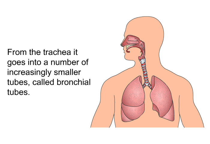 From the trachea it goes into a number of increasingly smaller tubes, called bronchial tubes.