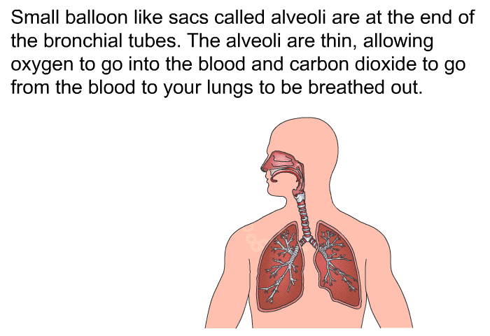 Small balloon like sacs called alveoli are at the end of the bronchial tubes. The alveoli are thin, allowing oxygen to go into the blood and carbon dioxide to go from the blood to your lungs to be breathed out.