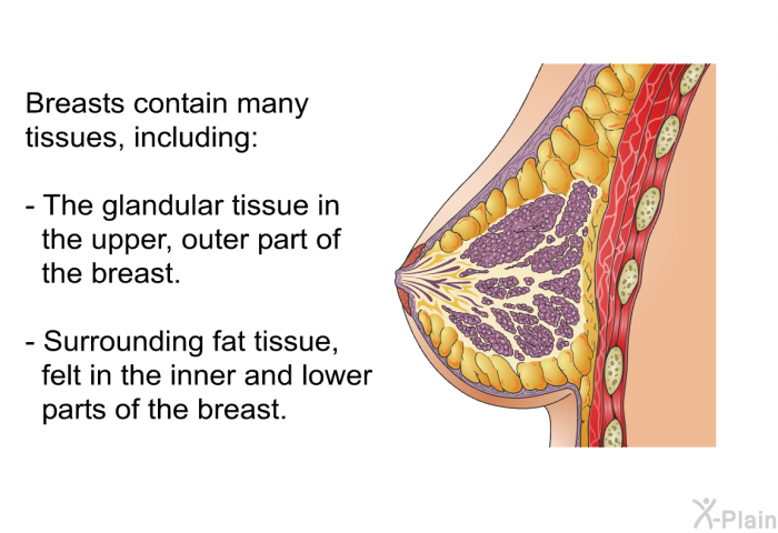 Breasts contain many tissues, including:  The glandular tissue in the upper, outer part of the breast. Surrounding fat tissue, felt in the inner and lower parts of the breast.