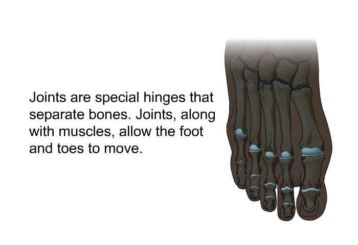 Joints are special hinges that separate bones. Joints, along with muscles, allow the foot and toes to move.