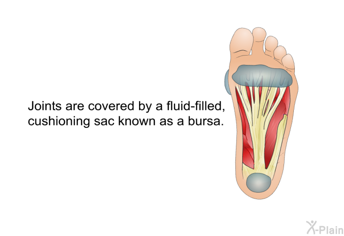 Joints are covered by a fluid-filled, cushioning sac known as a bursa.