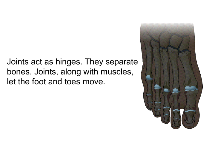 Joints act as hinges. They separate bones. Joints, along with muscles, let the foot and toes move.