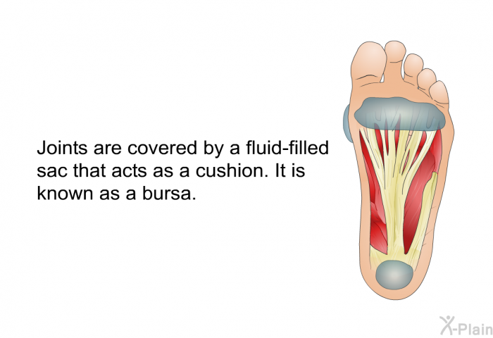 Joints are covered by a fluid-filled sac that acts as a cushion. It is known as a bursa.
