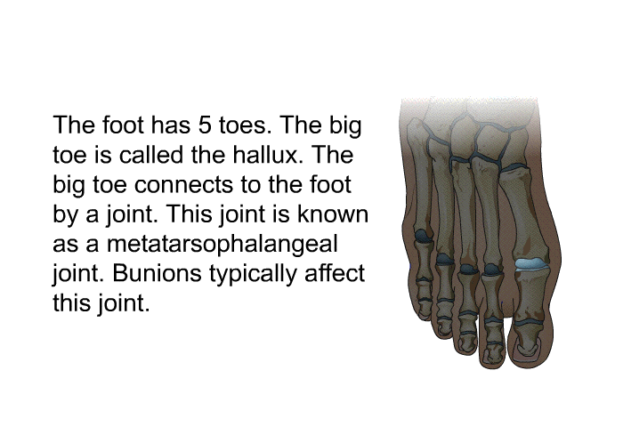The foot has 5 toes. The big toe is called the hallux. The big toe connects to the foot by a joint. This joint is known as a metatarsophalangeal joint. Bunions typically affect this joint.