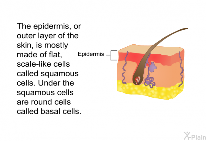 The epidermis, or outer layer of the skin, is mostly made of flat, scale-like cells called squamous cells. Under the squamous cells are round cells called basal cells.