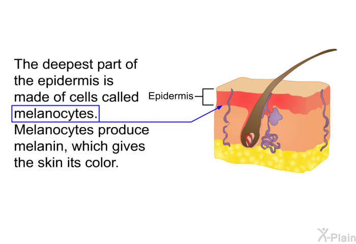 The deepest part of the epidermis is made of cells called melanocytes. Melanocytes produce melanin, which gives the skin its color.