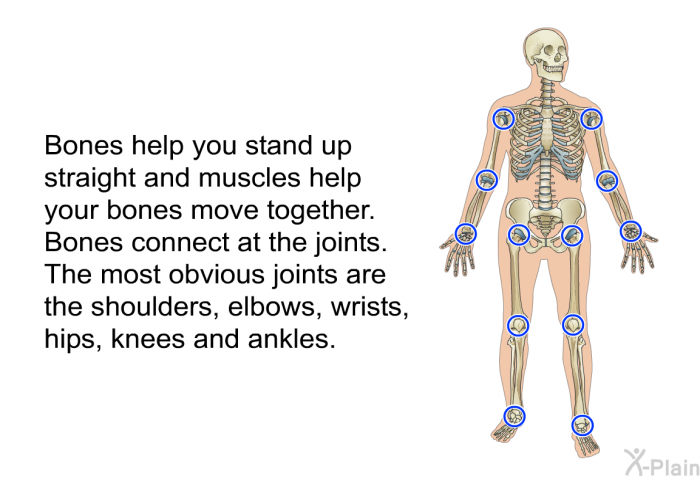 Bones help you stand up straight and muscles help your bones move together. Bones connect at the joints. The most obvious joints are the shoulders, elbows, wrists, hips, knees and ankles.