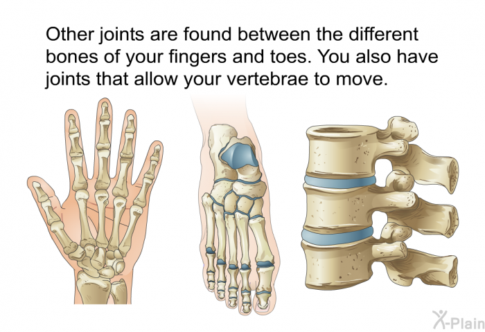 Other joints are found between the different bones of your fingers and toes. You also have joints that allow your vertebrae to move.