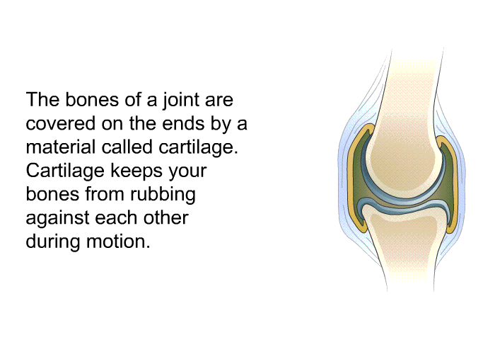 The bones of a joint are covered on the ends by a material called cartilage. Cartilage keeps your bones from rubbing against each other during motion.