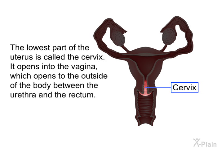 The lowest part of the uterus is called the cervix. It opens into the vagina, which opens to the outside of the body between the urethra and the rectum.