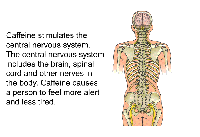 Caffeine stimulates the central nervous system. The central nervous system includes the brain, spinal cord and other nerves in the body. Caffeine causes a person to feel more alert and less tired.
