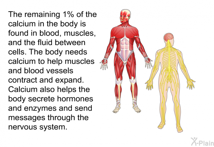 The remaining 1% of the calcium in the body is found in blood, muscles, and the fluid between cells. The body needs calcium to help muscles and blood vessels contract and expand. Calcium also helps the body secrete hormones and enzymes and send messages through the nervous system.