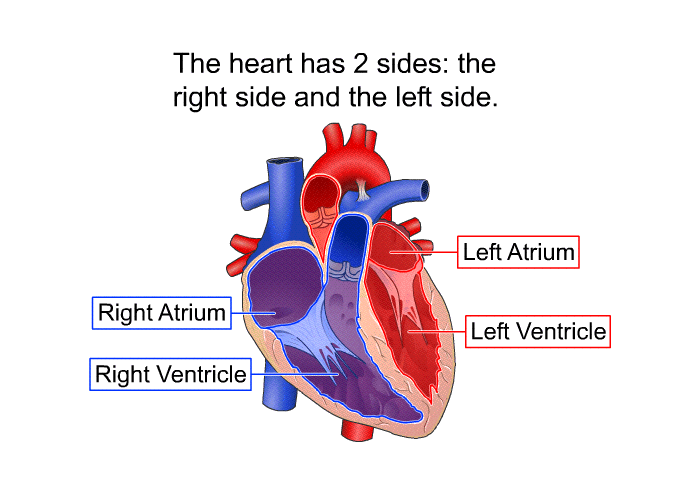 The heart has 2 sides: the right side and the left side.