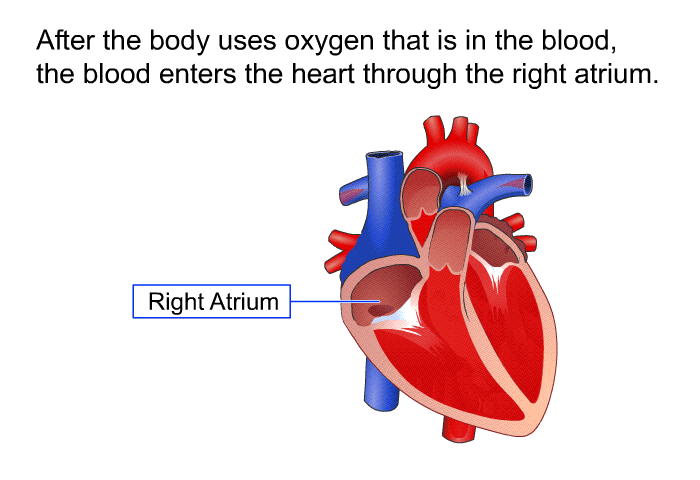 After the body uses oxygen that is in the blood, the blood enters the heart through the right atrium.