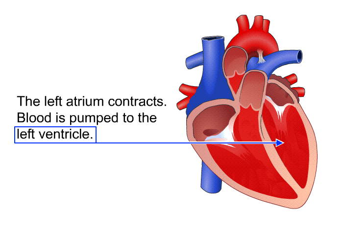 The left atrium contracts. Blood is pumped to the left ventricle.