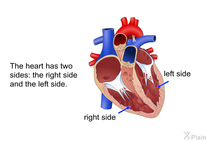 The heart has two sides: the right side and the left side.