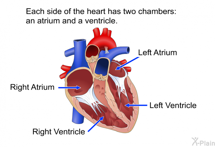 Each side of the heart has two chambers: an atrium and a ventricle.