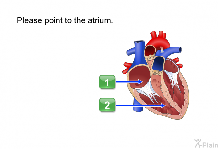 Please point to the atrium.