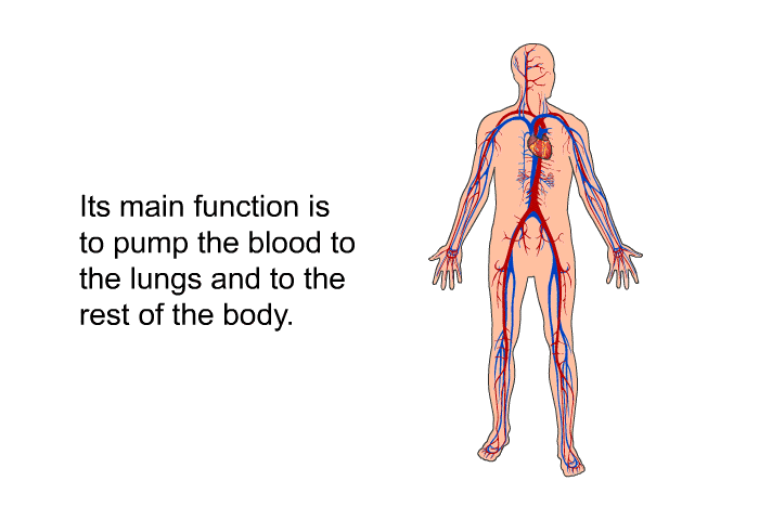 Its main function is to pump the blood to the lungs and to the rest of the body.