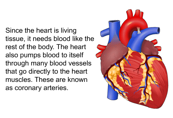 Since the heart is living tissue, it needs blood like the rest of the body. The heart also pumps blood to itself through many blood vessels that go directly to the heart muscles. These are known as coronary arteries.