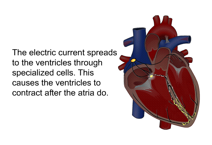 The electric current spreads to the ventricles through specialized cells. This causes the ventricles to contract after the atria do.