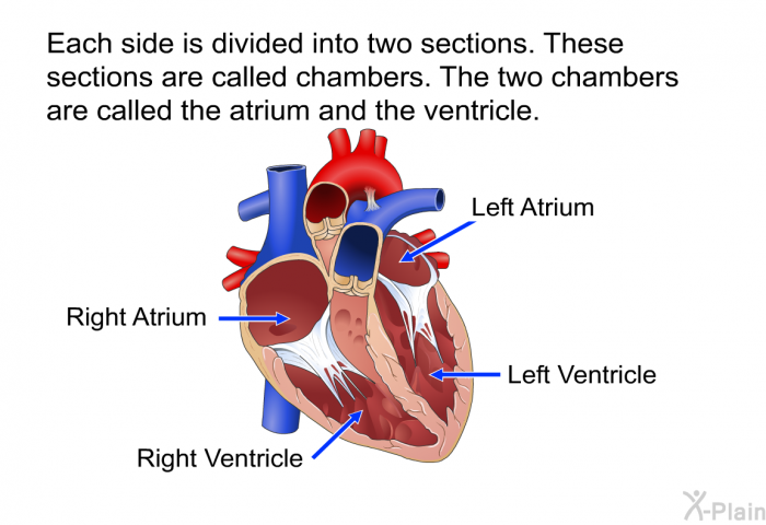 Each side is divided into two sections. These sections are called chambers. The two chambers are called the atrium and the ventricle.