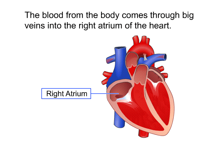 The blood from the body comes through big veins into the right atrium of the heart.