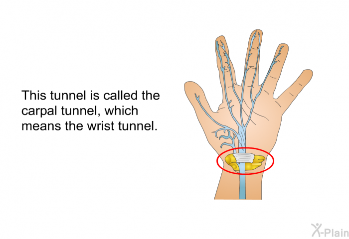 This tunnel is called the carpal tunnel, which means the wrist tunnel.