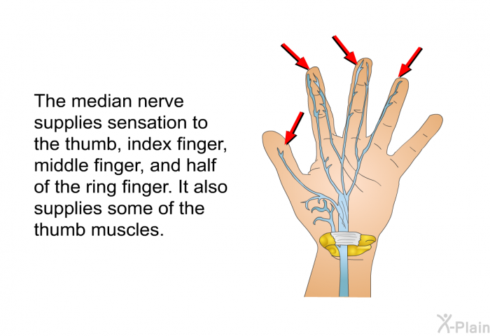The median nerve supplies sensation to the thumb, index finger, middle finger, and half of the ring finger. It also supplies some of the thumb muscles.